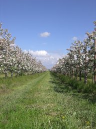 Obstblüte im Alten Land