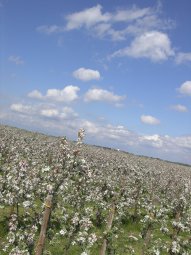 Apfelblüte und Kirschblüte im Alten Land = ein Blütenmeer!